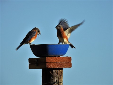 161031bbcut-bluebirds2