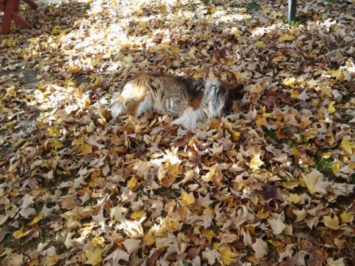 Our pets, our theater of seasons, ourselves ... Bev Jay writes: "With all the leaves on the ground, my dog Petunia wanted to take a cushioned nap. Can you see her? Her head is towards the right."