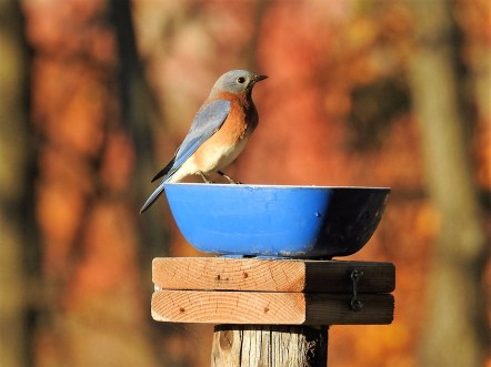 161103bbcut-bluebird2