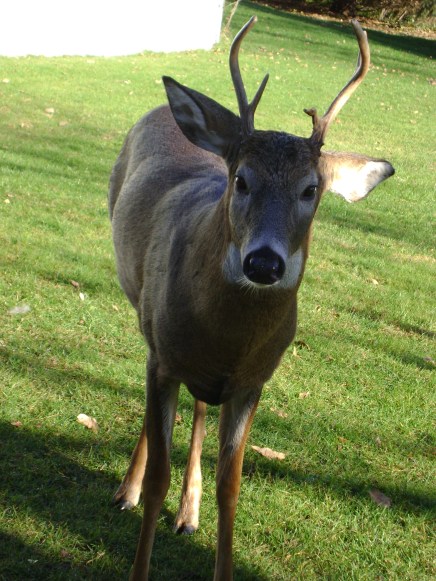 161108bbcut-buckinbackyard