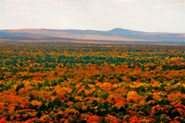 161113bbcut-backfromporcupines