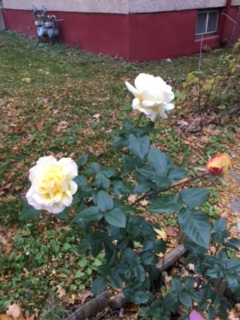 161116bbcut-novemberrose