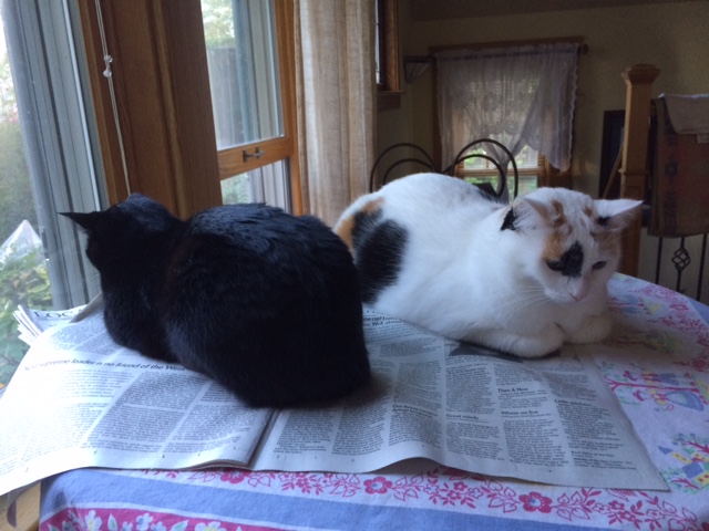 161124bbcut-catsonnewspaper