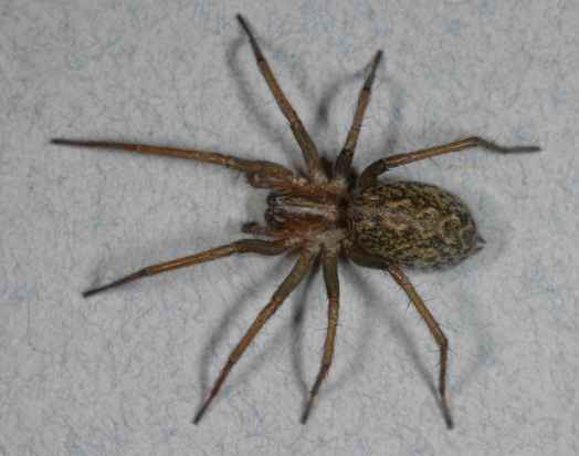 hobo_spider