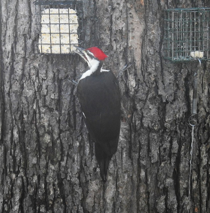 161202bbcut-pileated2