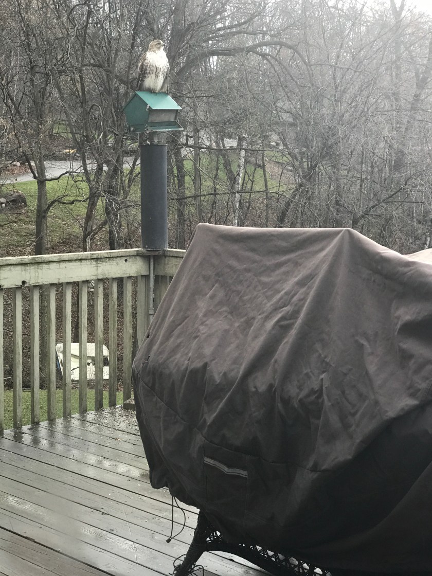 161204bbcut-hawkonfeeder