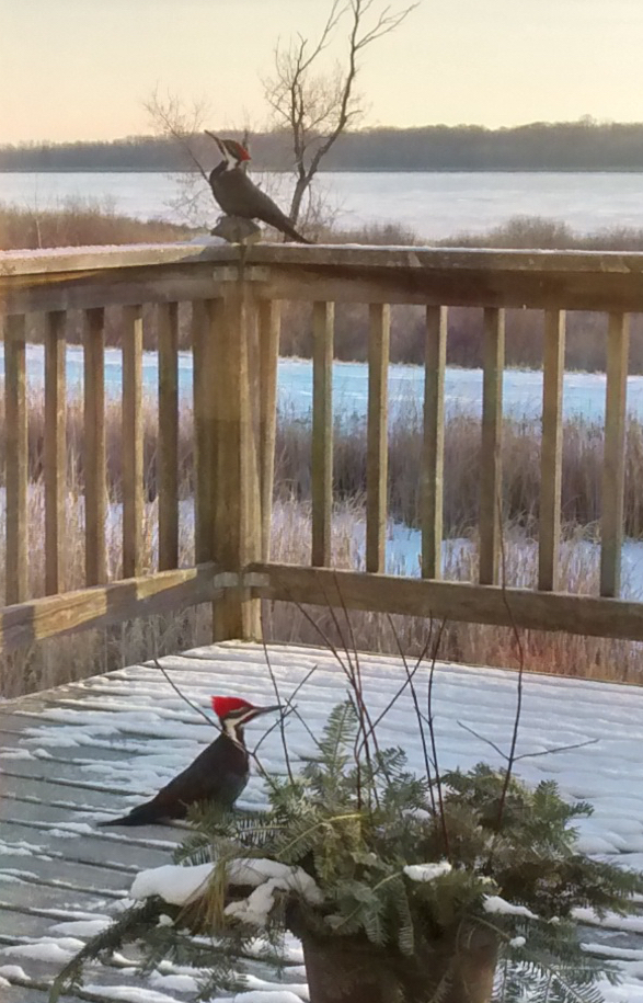 161206bbcut-pileateds