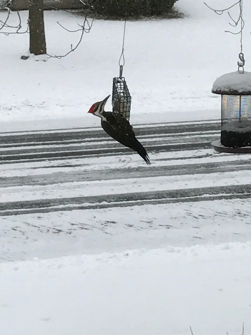 161208bbcut-pileated