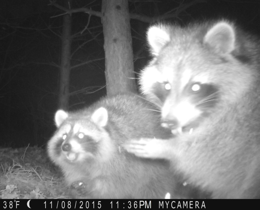 P000-256-256-256-032h-0312-c10-l048-02-0360-1080-0359-1079-000-LB00-1