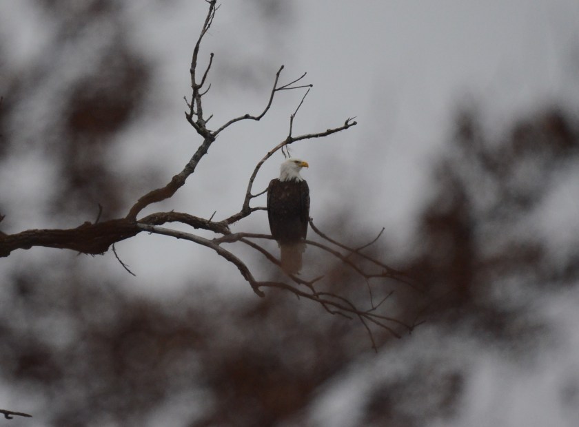 161212bbcut-eaglenest