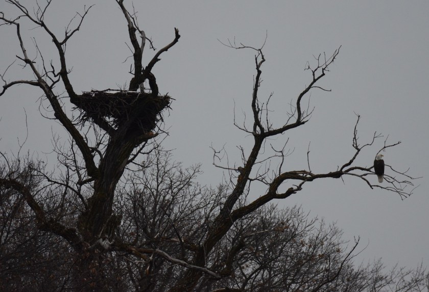 161212bbcut-eaglenest2