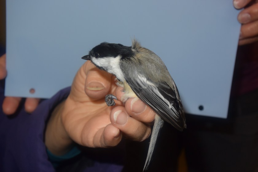 161212bbcut-oldchickadee