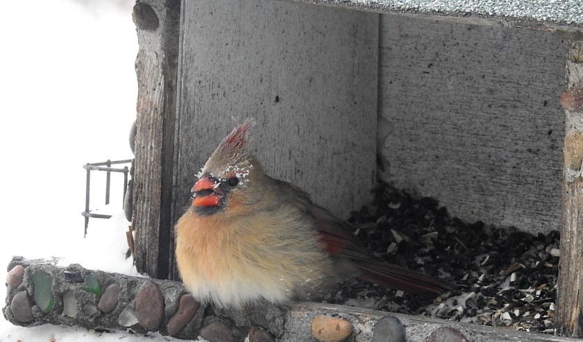 161219bbcut-frostycardinal