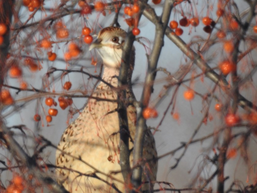 161219bbcut-pheasant