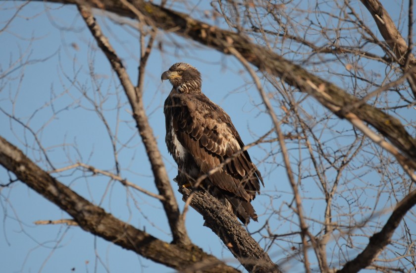 161223bbcut-youngeagle