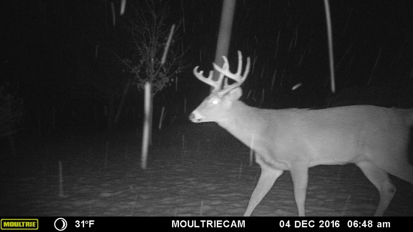 MOULTRIE DIGITAL GAME CAMERA