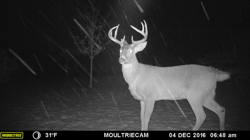 MOULTRIE DIGITAL GAME CAMERA