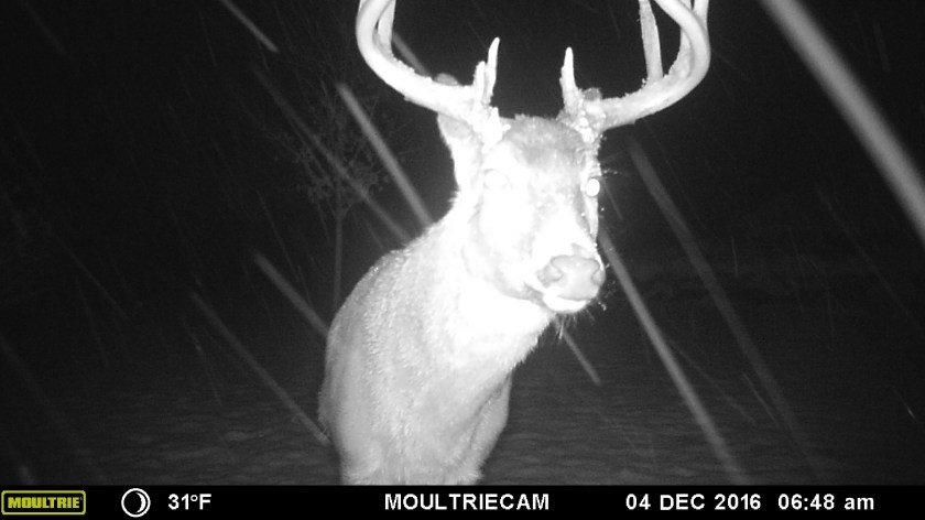 MOULTRIE DIGITAL GAME CAMERA