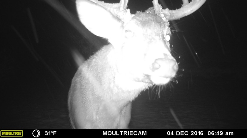 MOULTRIE DIGITAL GAME CAMERA