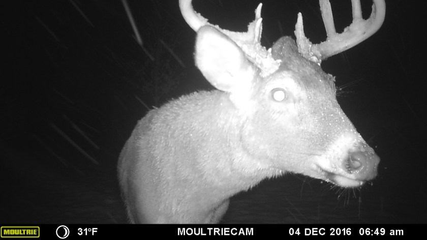 MOULTRIE DIGITAL GAME CAMERA