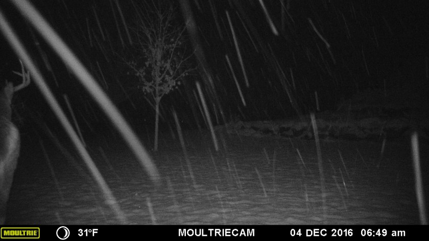 MOULTRIE DIGITAL GAME CAMERA