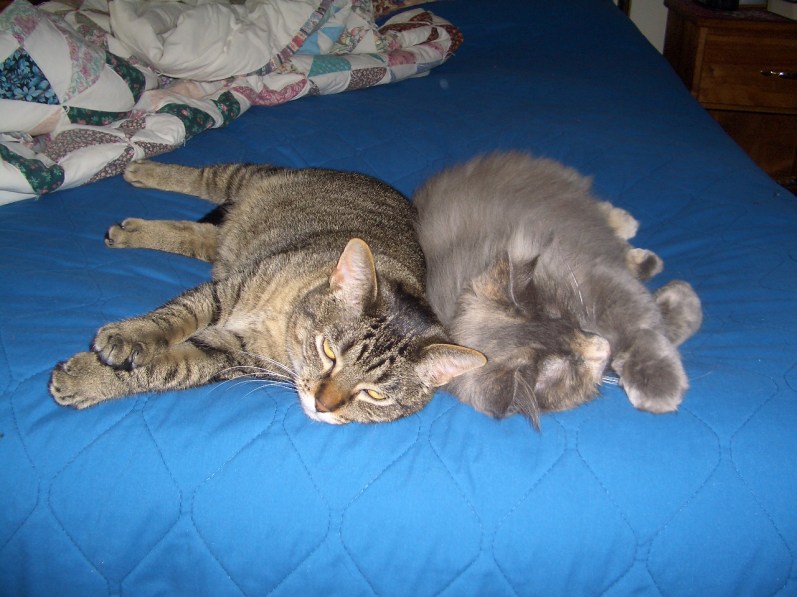 161227bbcut-lazycats