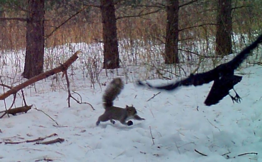 MOULTRIE DIGITAL GAME CAMERA