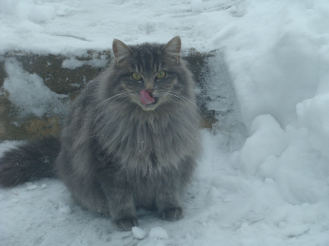 170111bbcut-cattunnel1