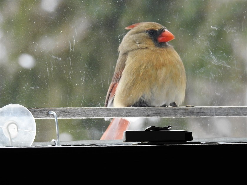 170114bbcut-cardinal1