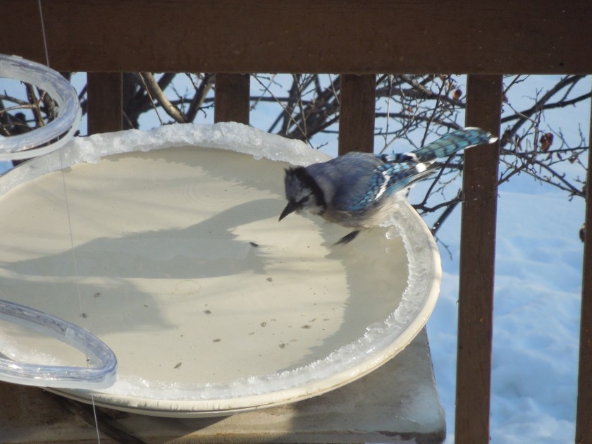 170118bbcut-bluejay1