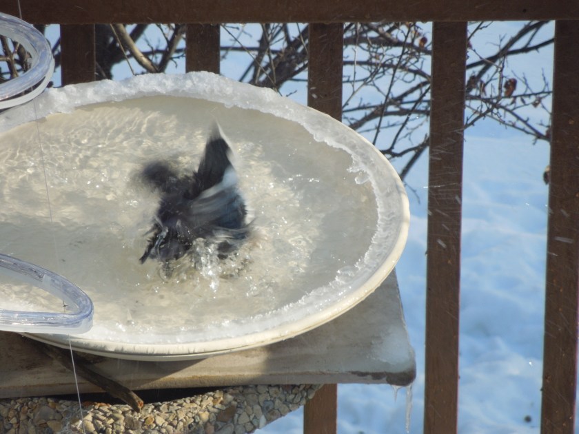 170118bbcut-bluejay3