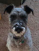 170202bbcut-sadiethedog