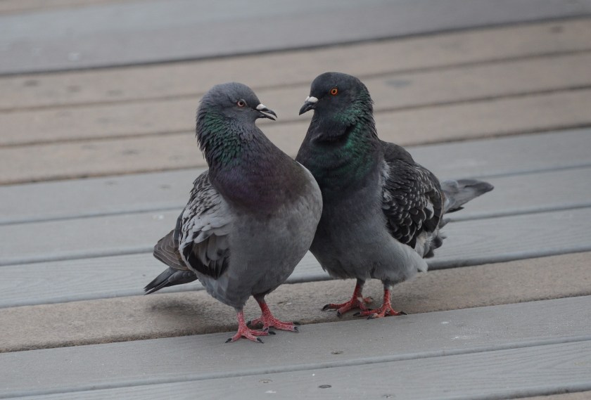 170216bbcut-pigeons4
