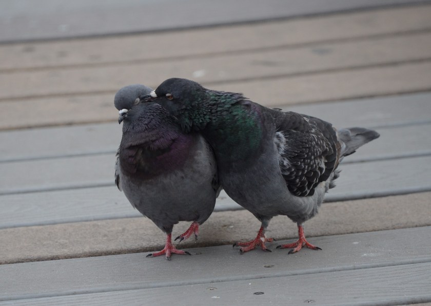 170216bbcut-pigeons5