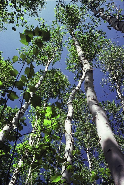 170217bbcut-northshore2