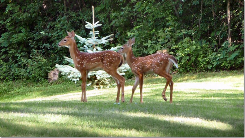 170222bbcut-nelsonbackyard4