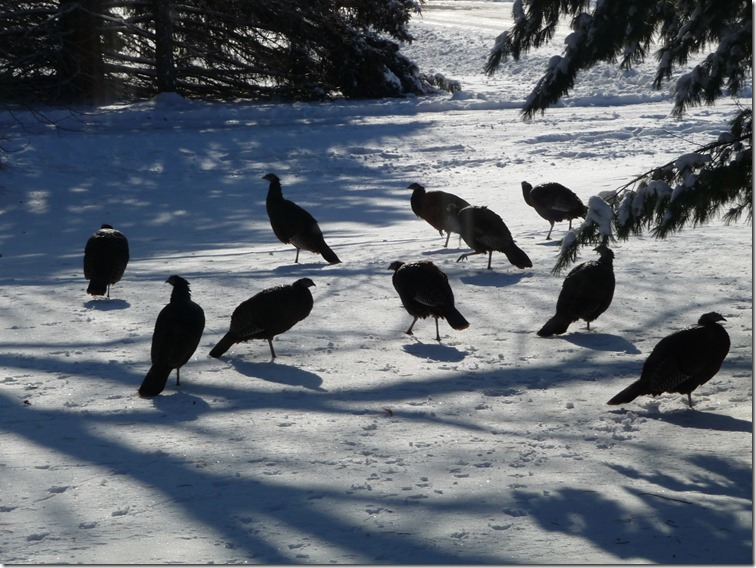 170223bbcut-nelsonbackyard11