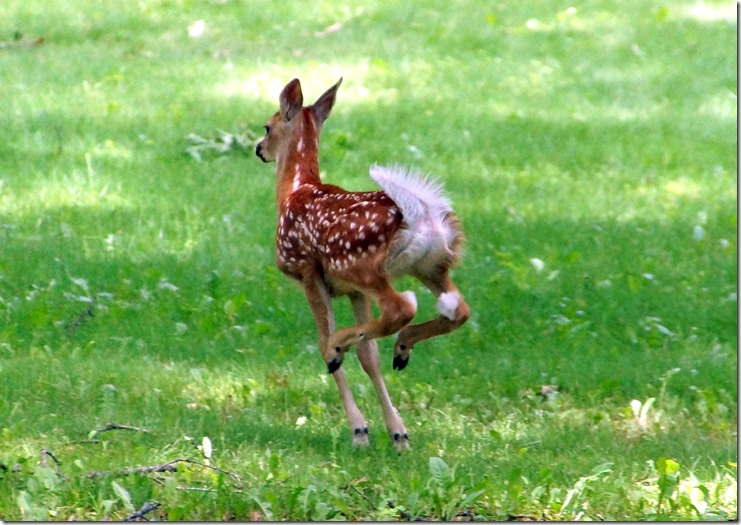 170223bbcut-nelsonbackyard12