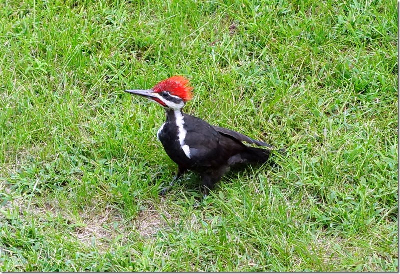 170223bbcut-nelsonbackyard9