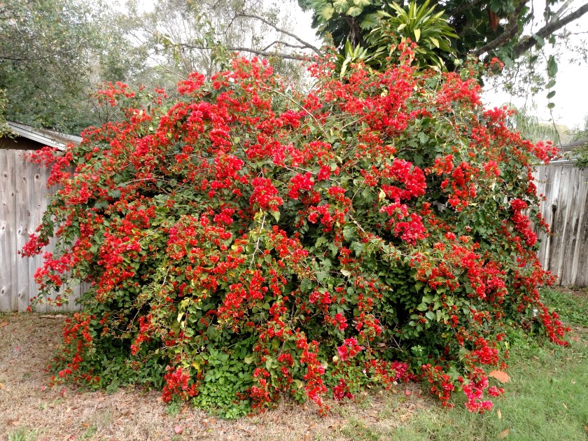 170224bbcut-floridared