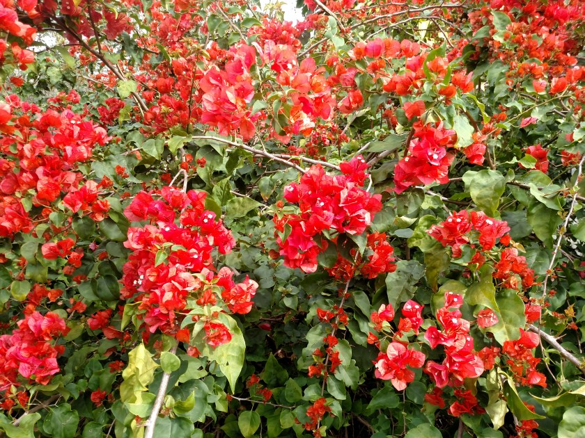 170224bbcut-floridared2