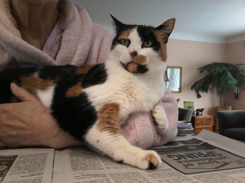 170313bbcut-catonpaper