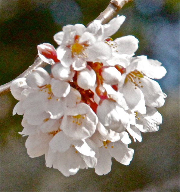 170316bbcut-DCspring2