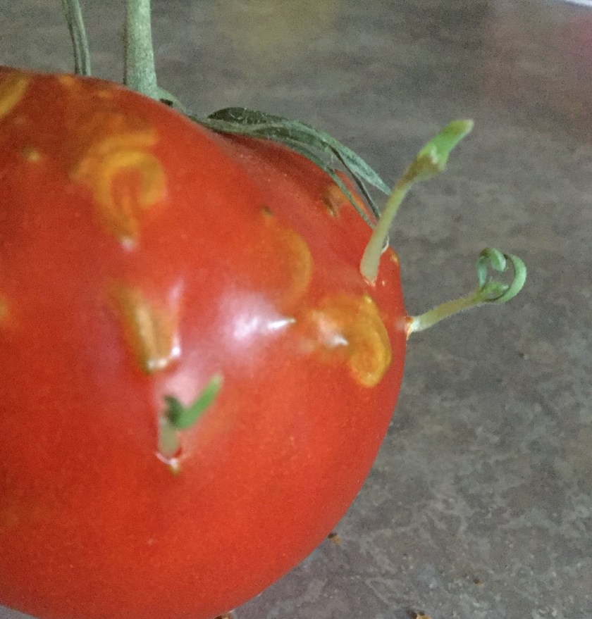 170329bbcut-sproutingtomato