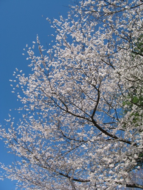 170331bbcut-cherryblossoms4