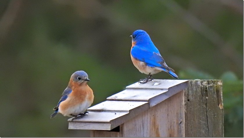 170401bbcut-bluebirds