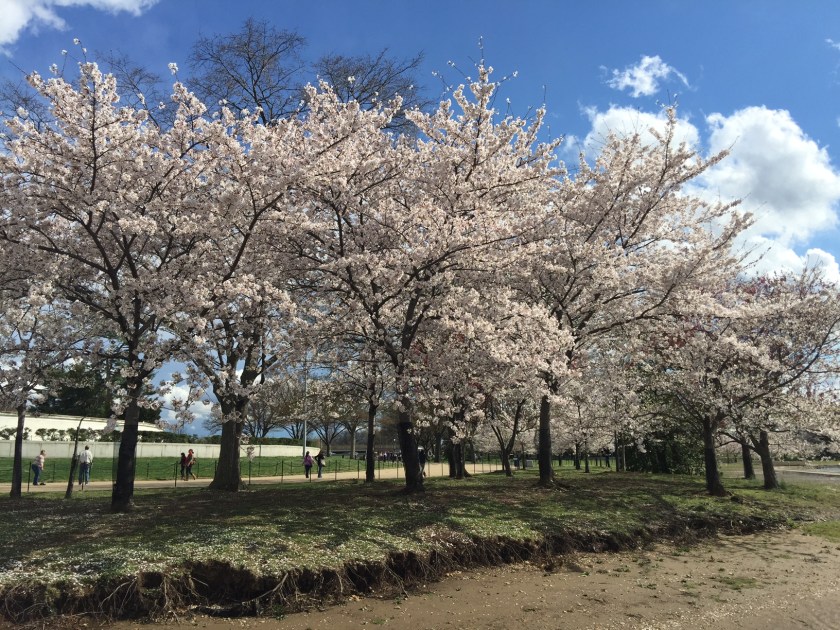 170401bbcut-cherryblossoms1