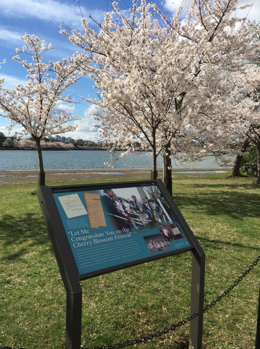 170401bbcut-cherryblossoms2