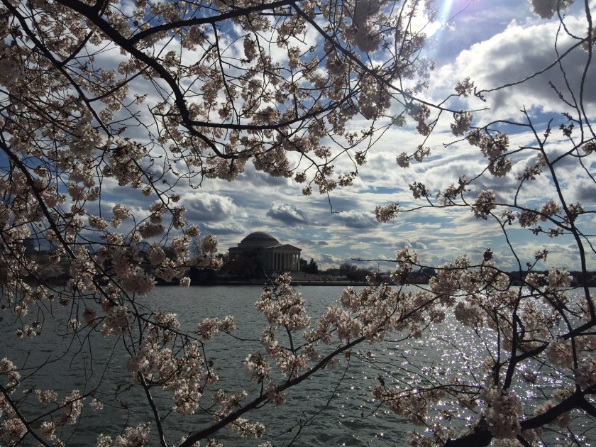 170401bbcut-cherryblossoms3