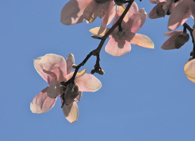 170403bbcut-cherryblossoms1